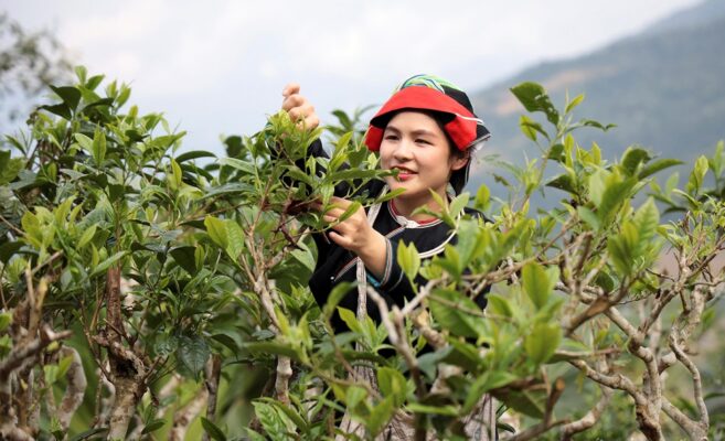 lục trà shan tuyết