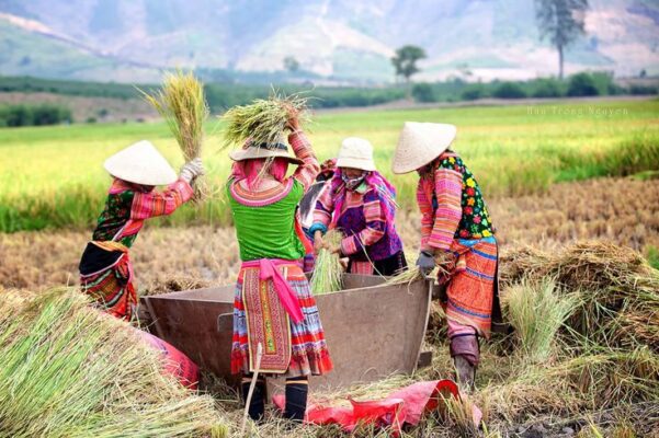 rượu ngô đặc sản Hà Giang