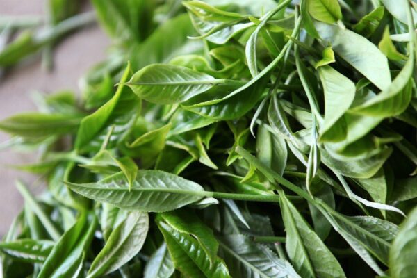 cách pha trà shan tuyết việt bắc fresh food