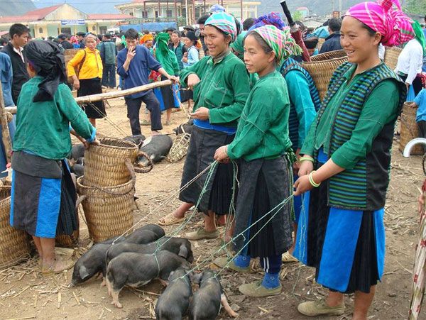 giá rượu ngô men lá Việt Bắc Fresh Food