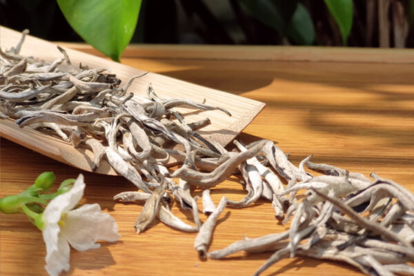 công dụng của trà shan tuyết việt bắc fresh food