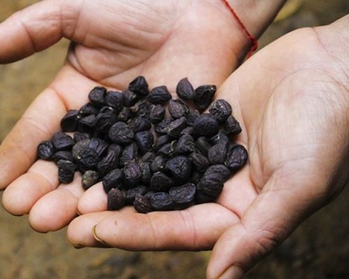 cach su dung hat doi Công Dụng Của Hạt Dổi: Bí Mật Gia Vị Từ Rừng Xanh Nâng Tầm Ẩm Thực Vùng Cao