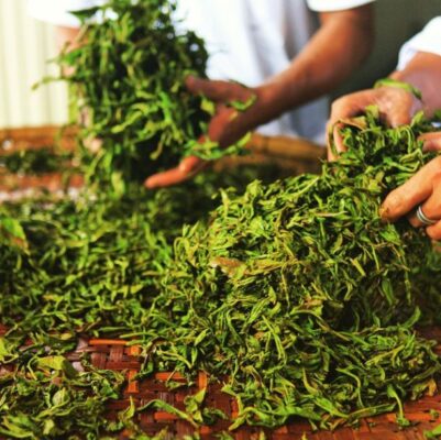 Trà shan tuyết Việt Bắc Fresh Food